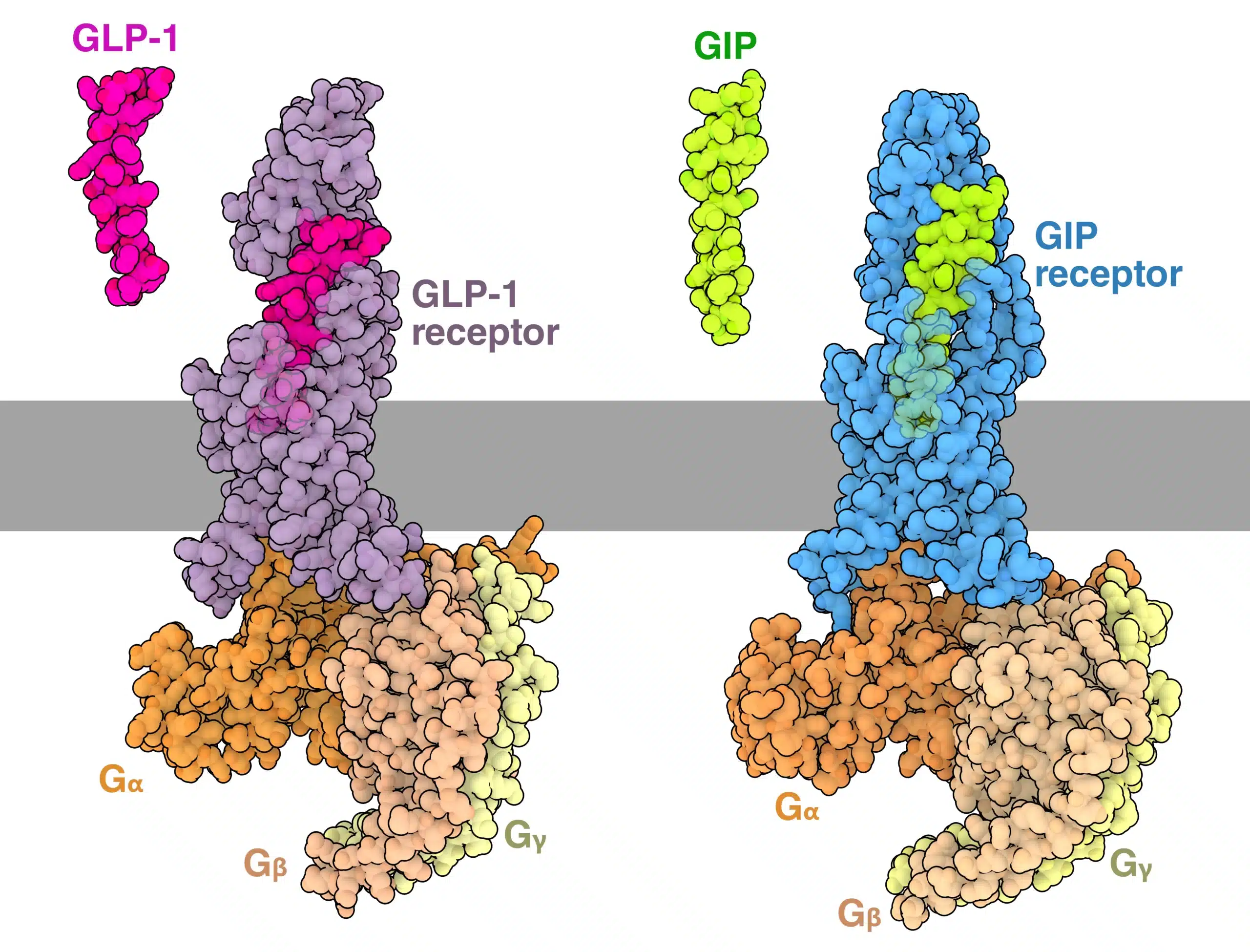 GLP-1 and GIP hormones